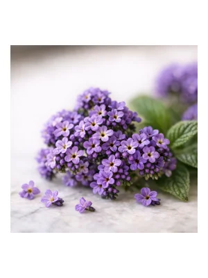 Heliotrope