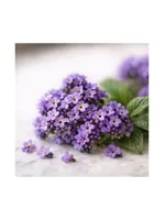 Heliotrope