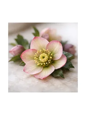 Hellabore Flower