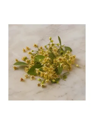 Henna Blossom