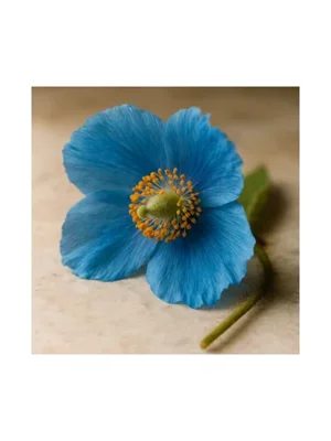 Himalayan Blue Poppy