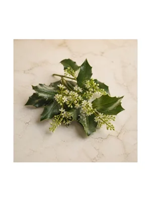 Holly Flower