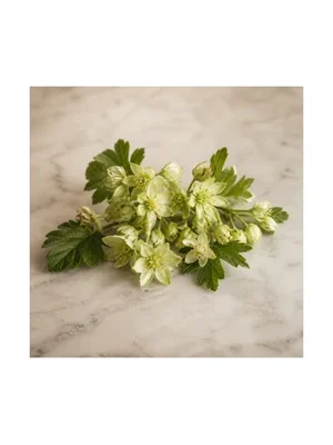 Honeydew Blossom