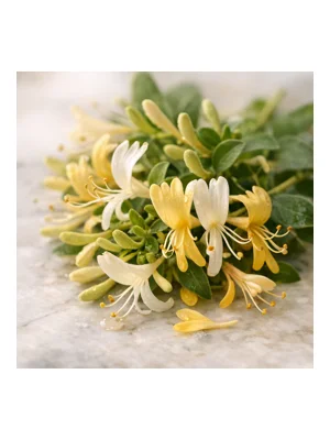 Honeysuckle