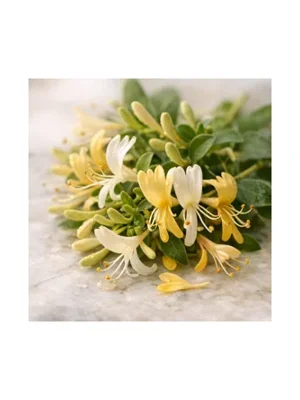 Honeysuckle