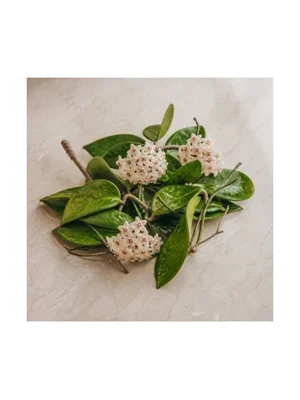 Hoya Carnosa Wax Plant