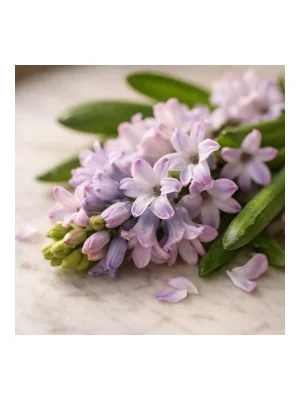 Hyacinth