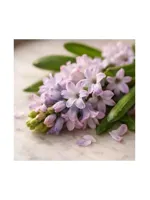 Hyacinth
