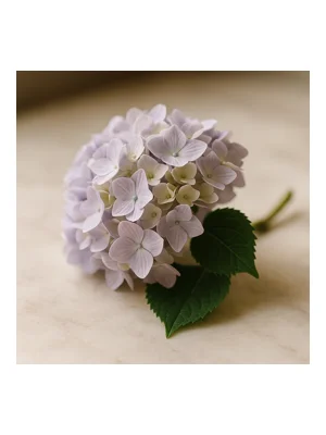 hydrangea