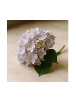 Hydrangea