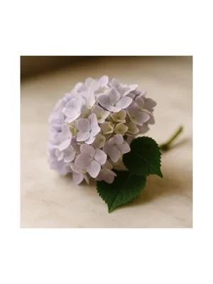 Hydrangea