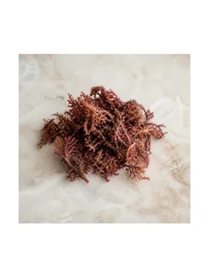 Irish Moss