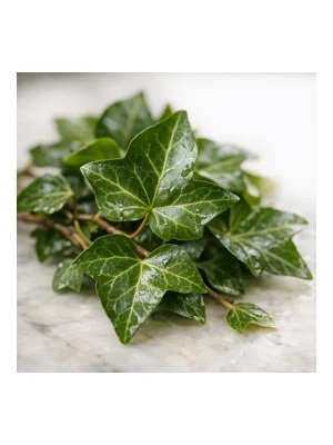 Ivy