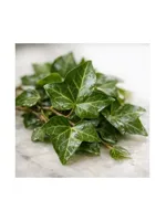 Ivy