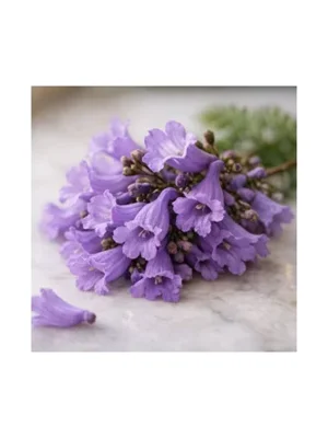 Jacaranda