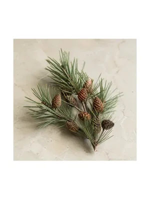 Jack Pine