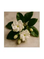 Jasmin Sambac