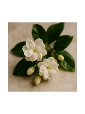 Jasmin Sambac