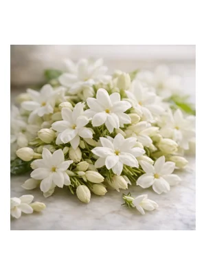 Jasmine