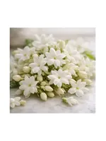 Jasmine