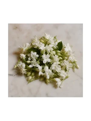 Jasmine Orchid