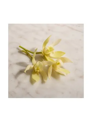 Jasmine Orchid