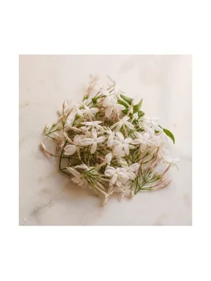 Jasminum Auriculatum