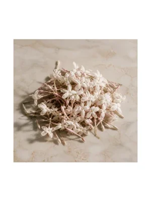Jasminum Polyanthum