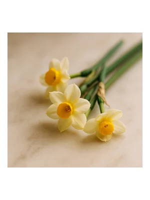 jonquil