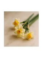 Jonquil
