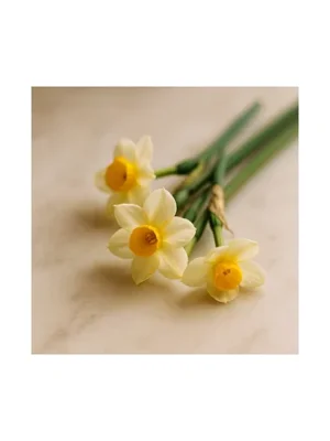 Jonquil