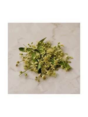 Jujube Blossom