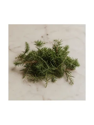 Juniper Leaf