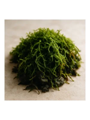 Kyoto Moss