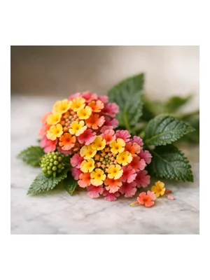 Lantana