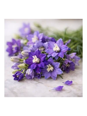 Larkspur