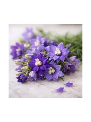 Larkspur