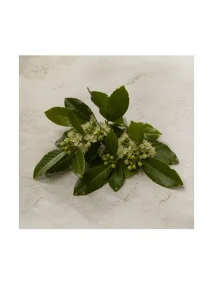 Laurel Blossom