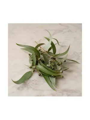 Lemon Eucalyptus