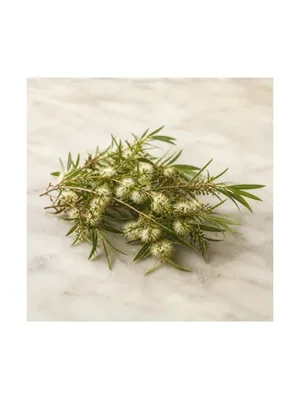 Lemon Tea Tree