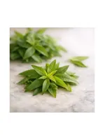 Lemon Verbena