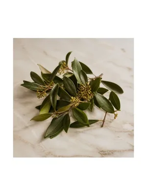Lemonwood