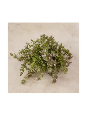 Lesser Calamint