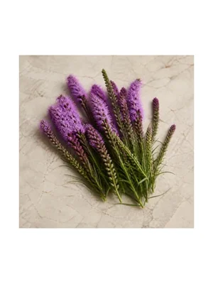 Liatris Spicata
