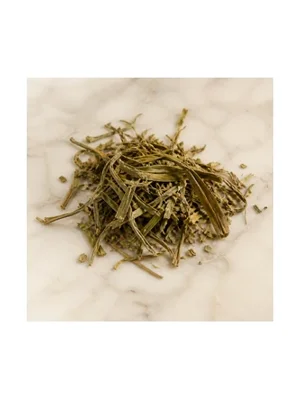 Liatris Spicata