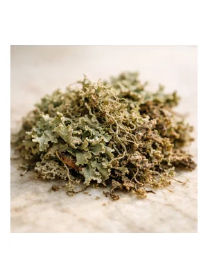 Lichen