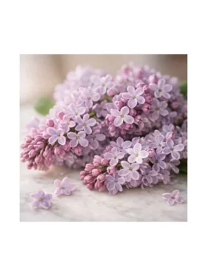 Lilac