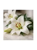 Lily