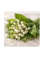 Lily of the Valley