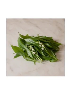 Lily-of-the-Valley Leaf